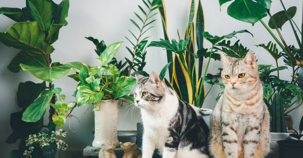 plante deco interieur