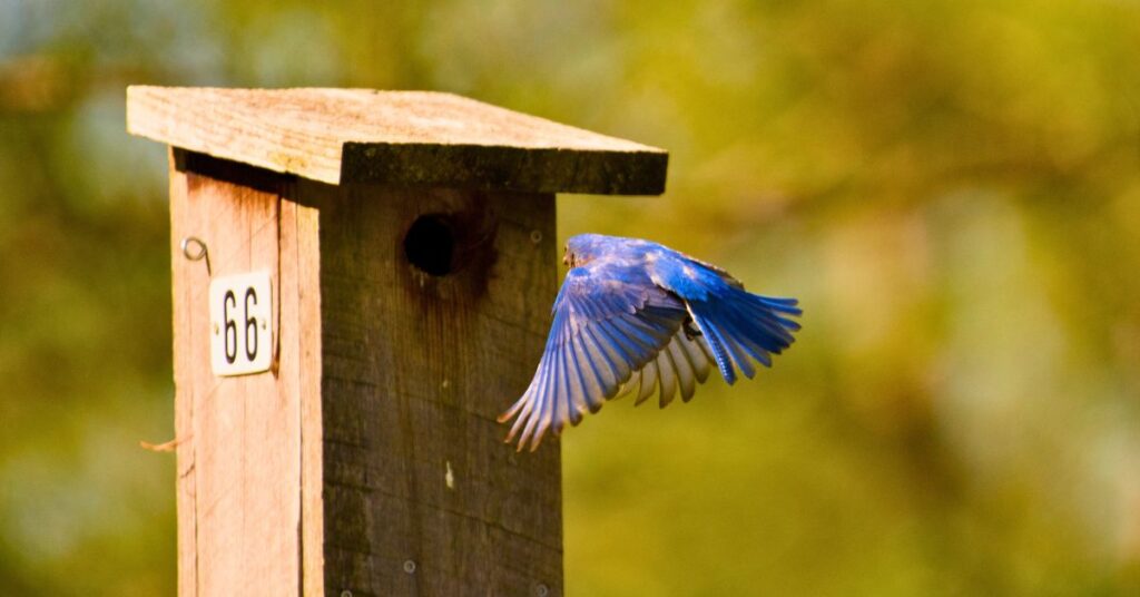 nichoir a oiseau