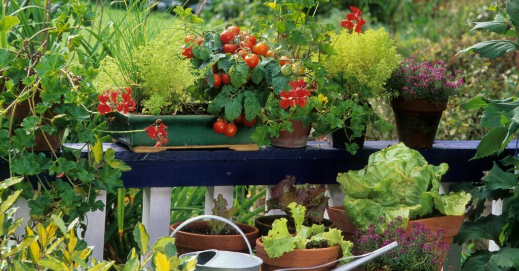 potager dans le balcon