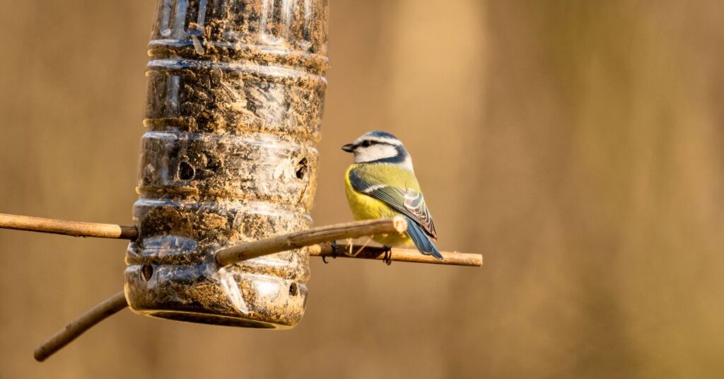 mangeoire pour oiseau