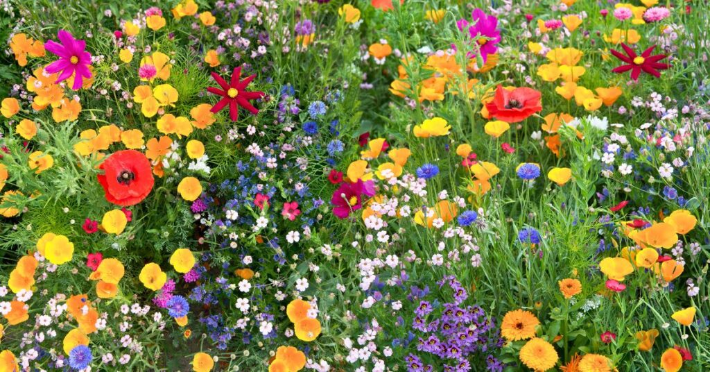 biodiversite