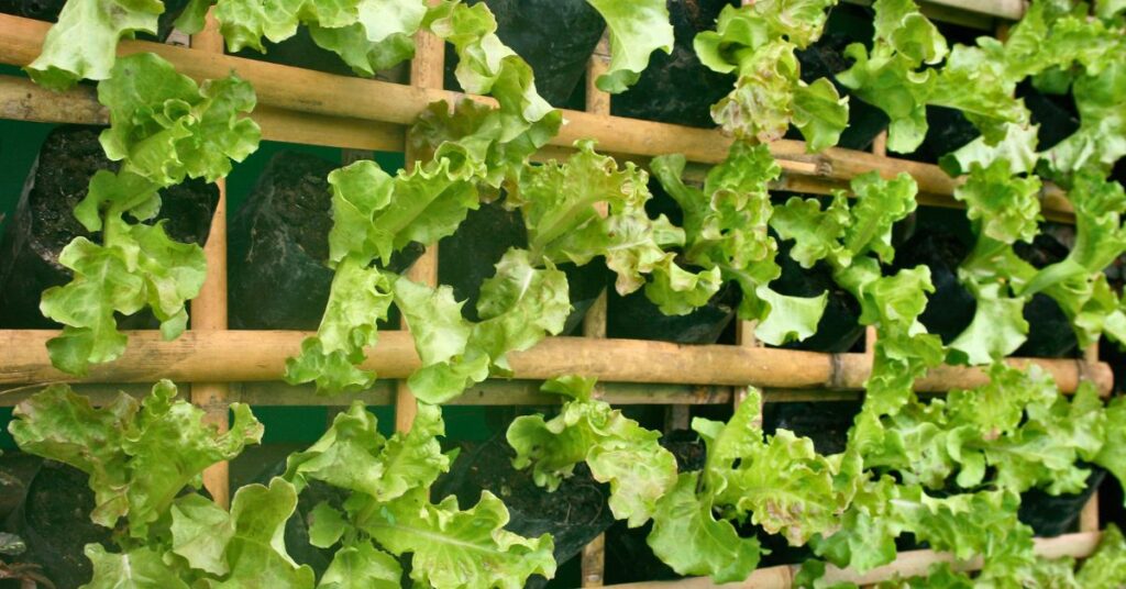 potager verticale