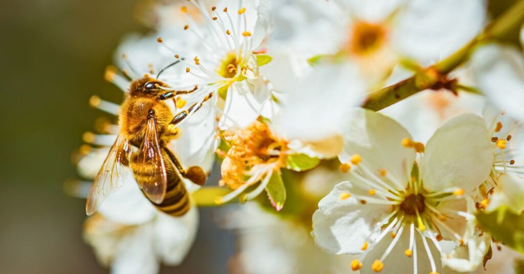 fleurs qui attirent les polinisateur