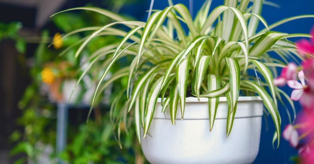 plante qui purifie l air