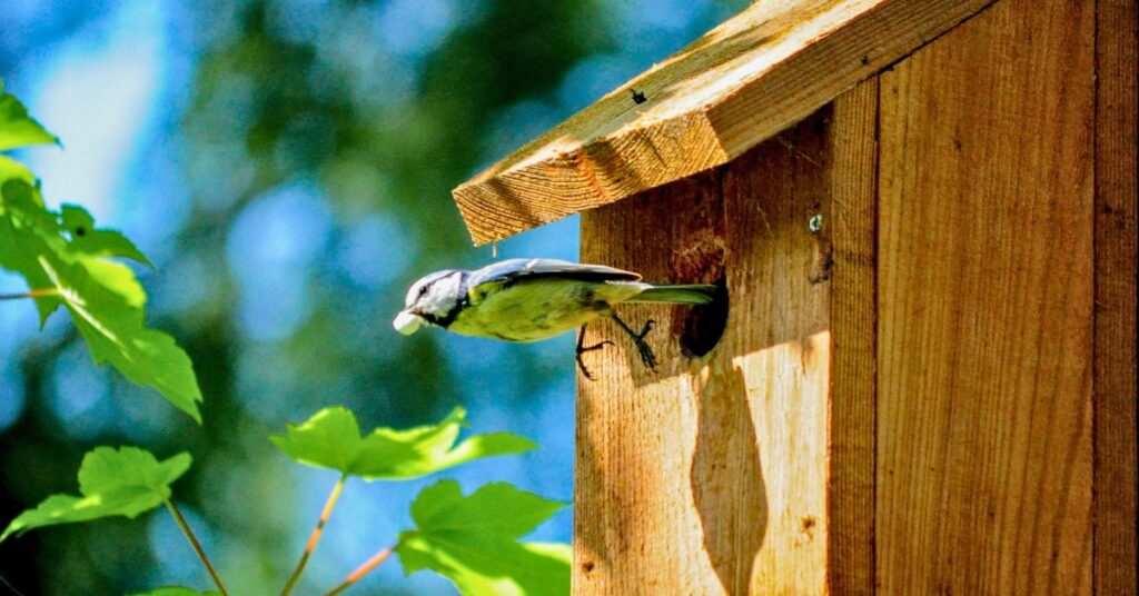 nichoir pour oiseau