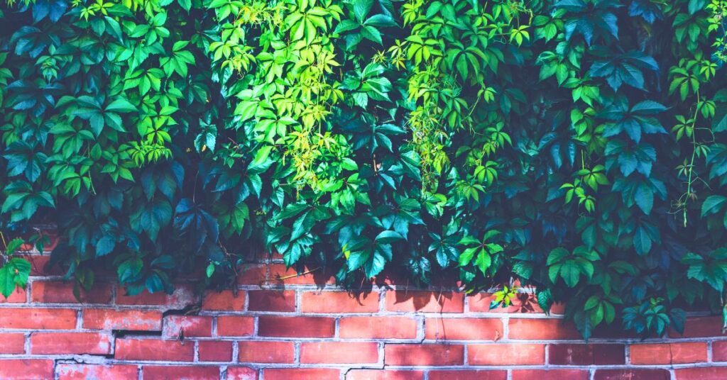 mur vegetal interieur facile a entretenir