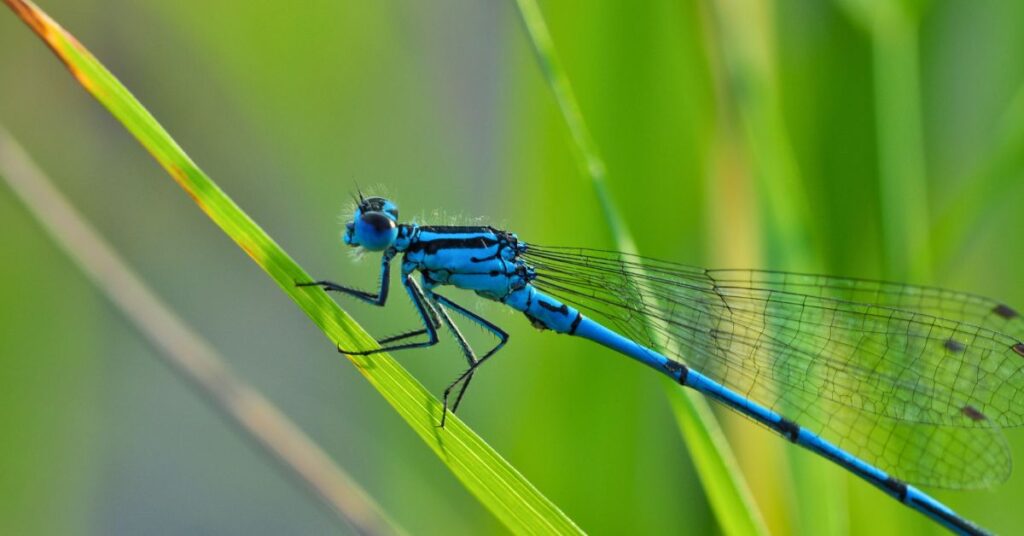 hotel a insecte