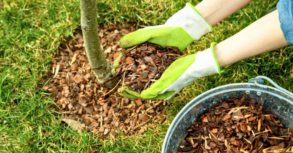 paillage pour protéger jardin