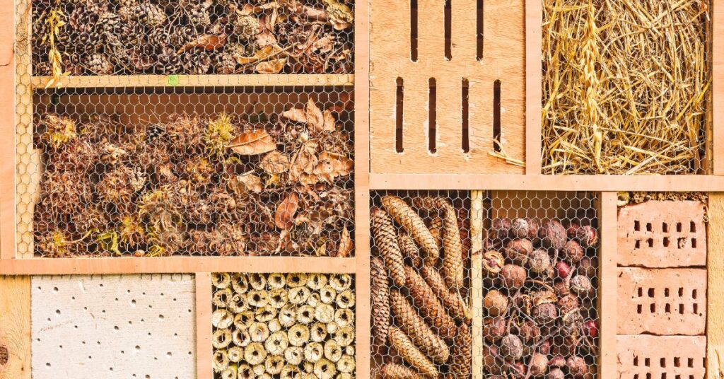 jardin a insecte