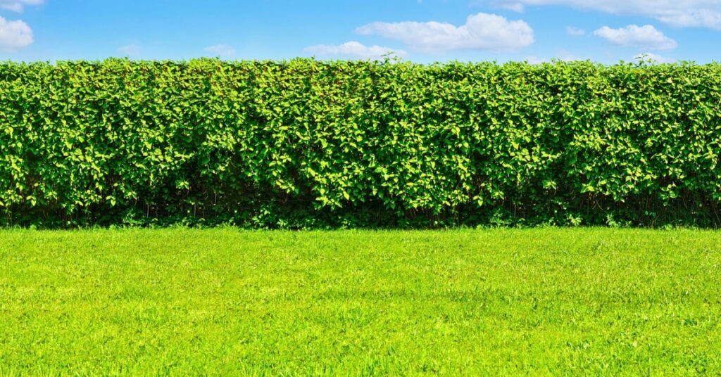 arbre pour cacher vis a vis