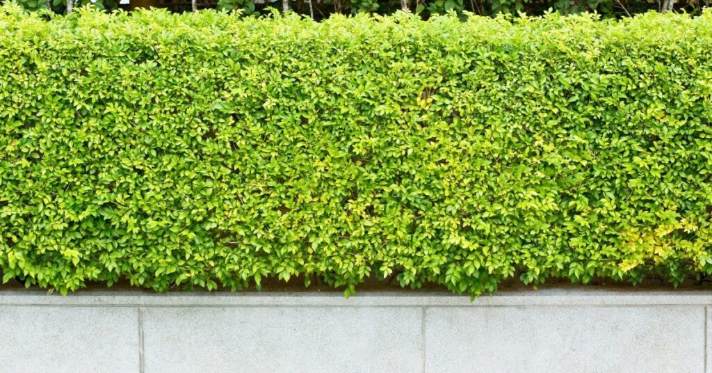 cloture vegetal