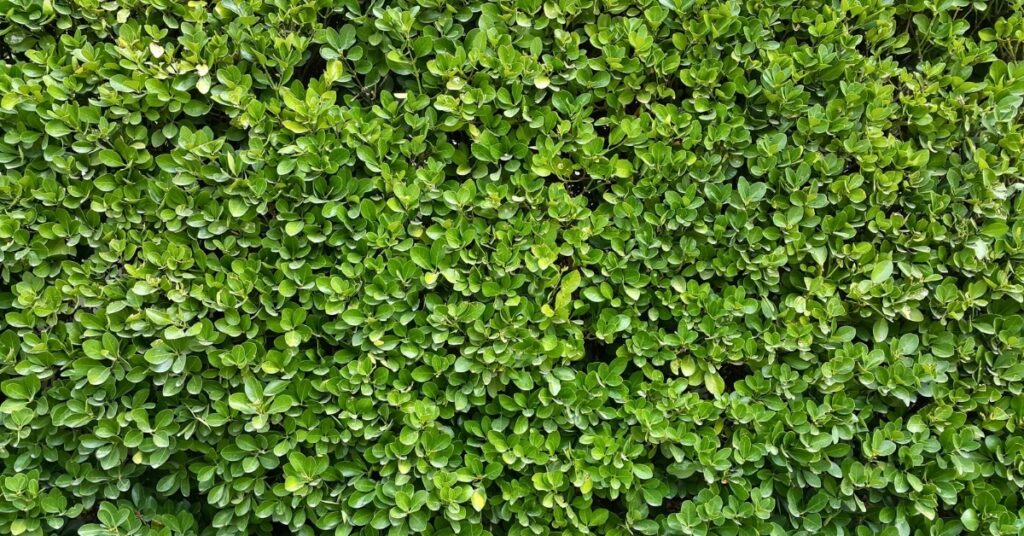 mur vegetal