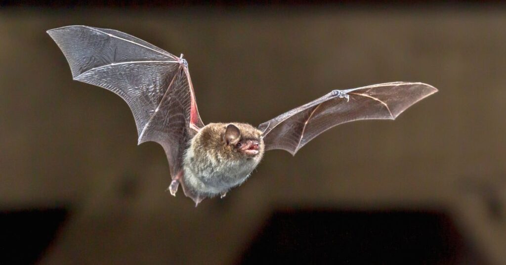 chauve-souris